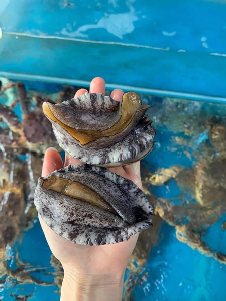 Bào Ngư Hàn Quốc Chính Ngạch: Sự Quý Hiếm, Bổ Dưỡng Và Nổi Tiếng Khắp Thế Giới