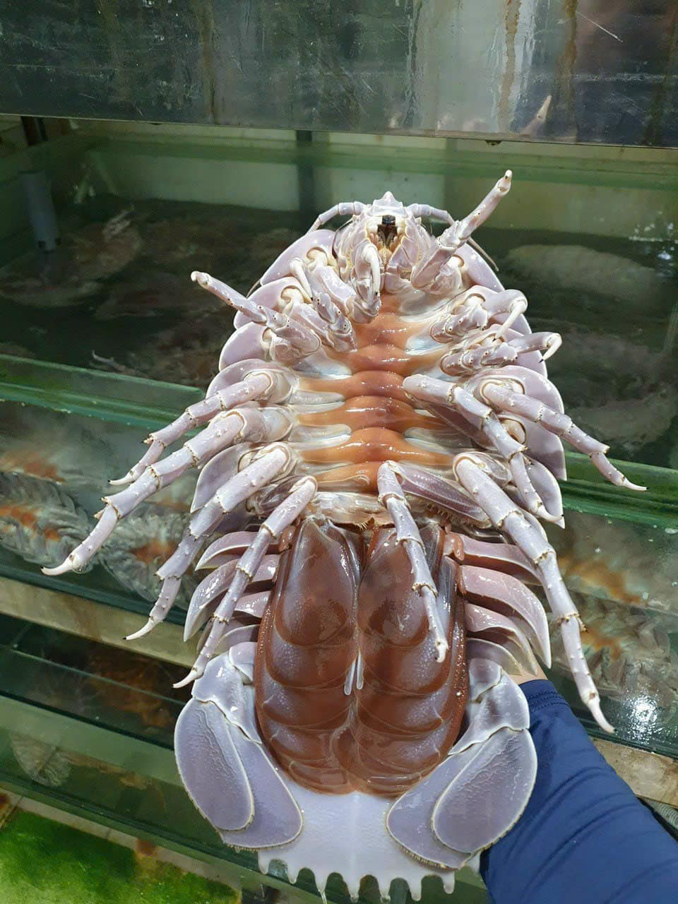 ĐẶC SẢN BỌ BIỂN ĐẶC BIỆT- CÙNG KHÁM PHÁ VỚI EKAGO