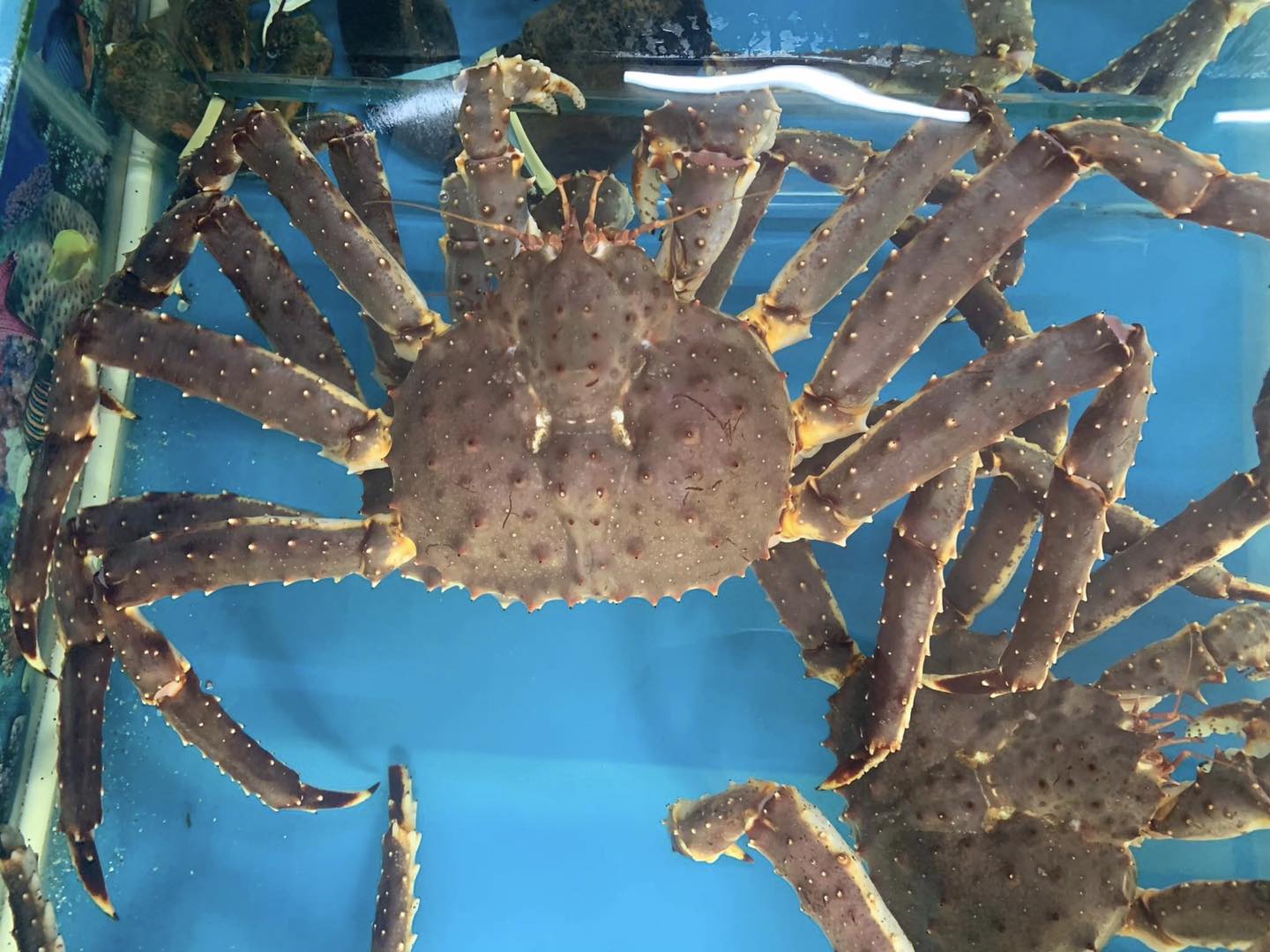 Sự thật về cua hoàng đế mà ít người bán hàng chia sẻ