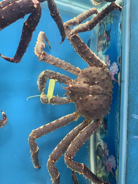 CUA HOÀNG ĐẾ KINGCRAB TO NHẤT LÀ 12KG