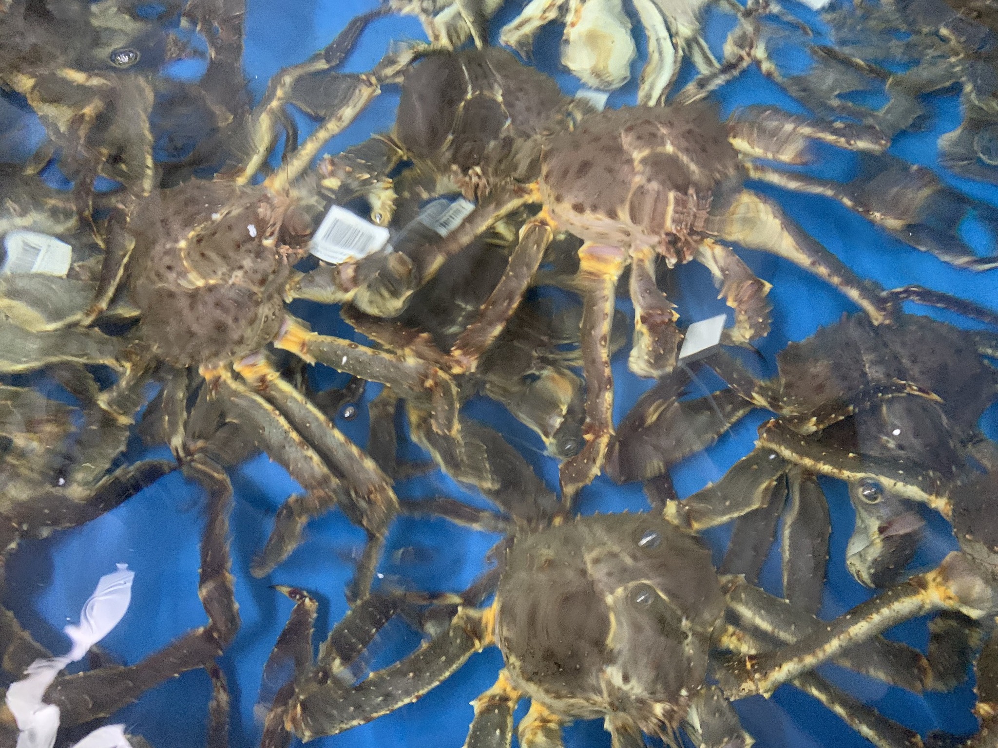 SO SÁNH CUA HOÀNG ĐẾ NAUY VÀ CUA HOÀNG ĐẾ ALSAKSA