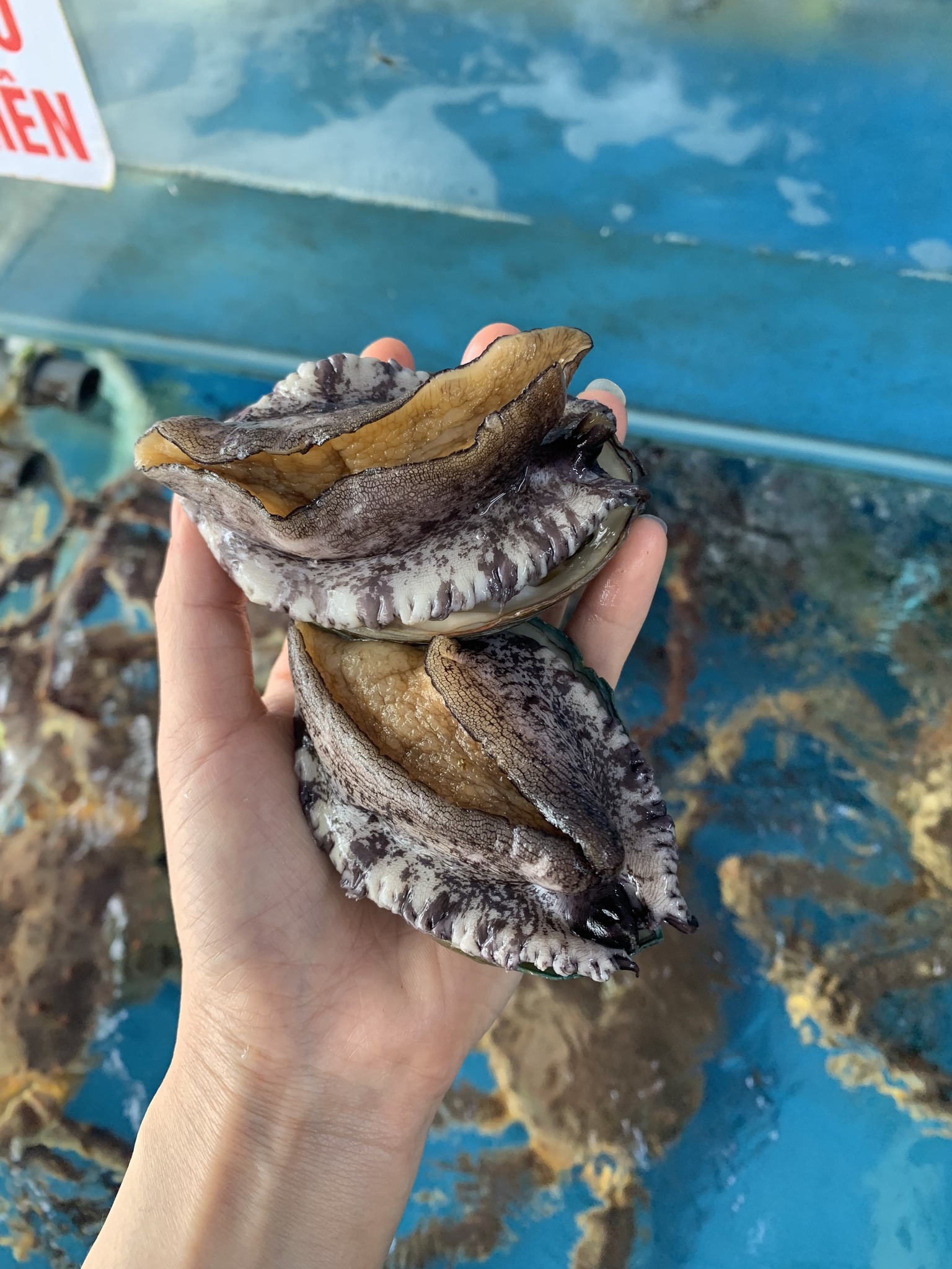 BÀO NGƯ ÚC XANH NGỌC BÍCH