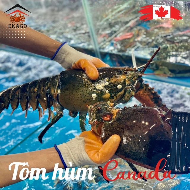 GỢI Ý THỰC ĐƠN 08/03 HOÀN HẢO VỚI TÔM HÙM ALASKA