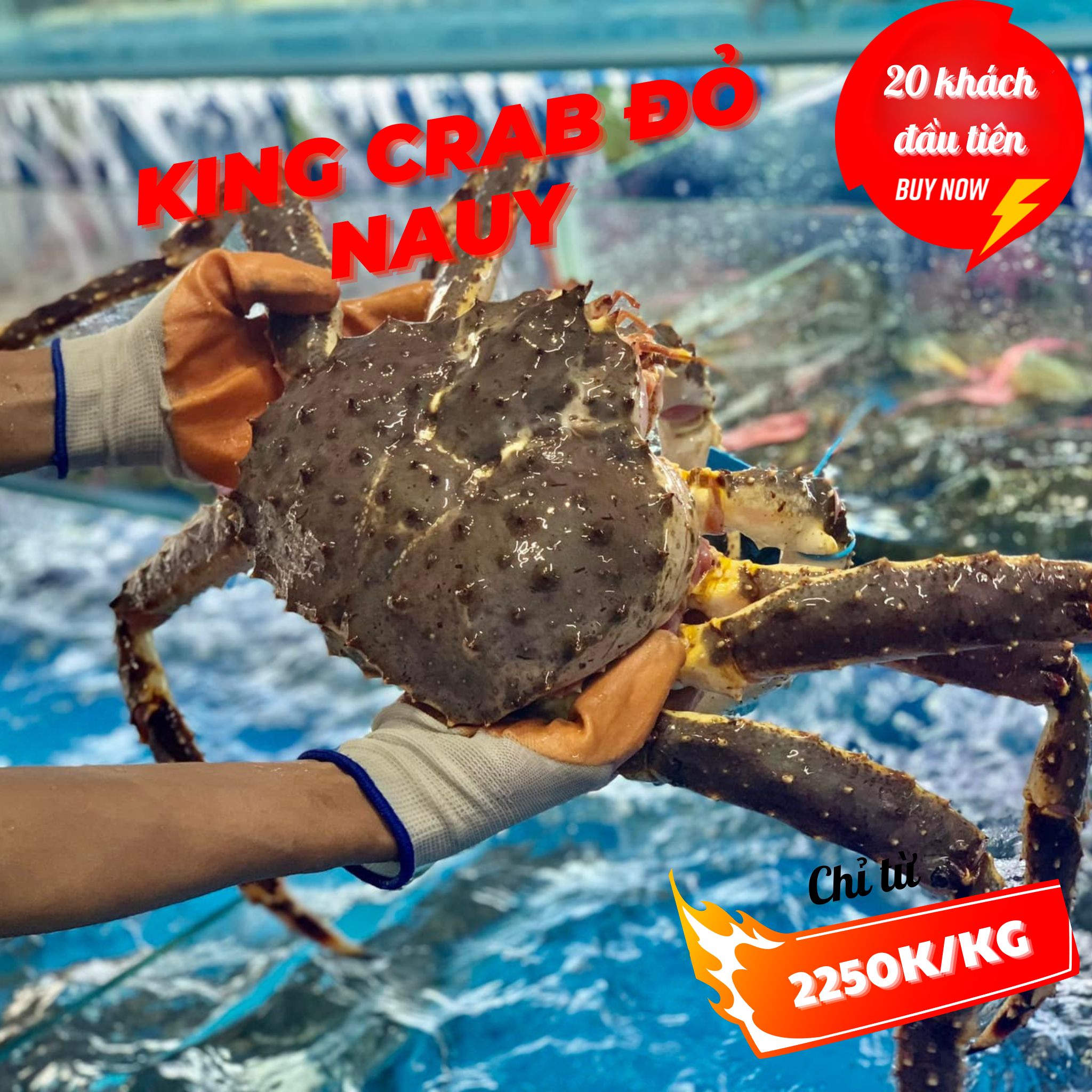 KING CRAB ĐỎ NHẬP TỪ NAUY- BAO GIÁ CHỈ TỪ 2250K/KG