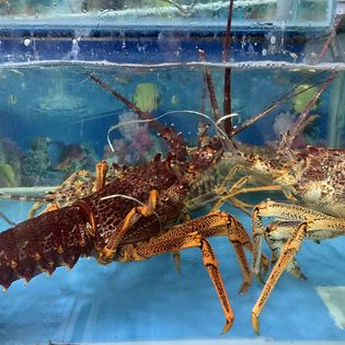 4 LOẠI TÔM HÙM ÚC ĐƯỢC THỊ TRƯỜNG SĂN ĐÓN