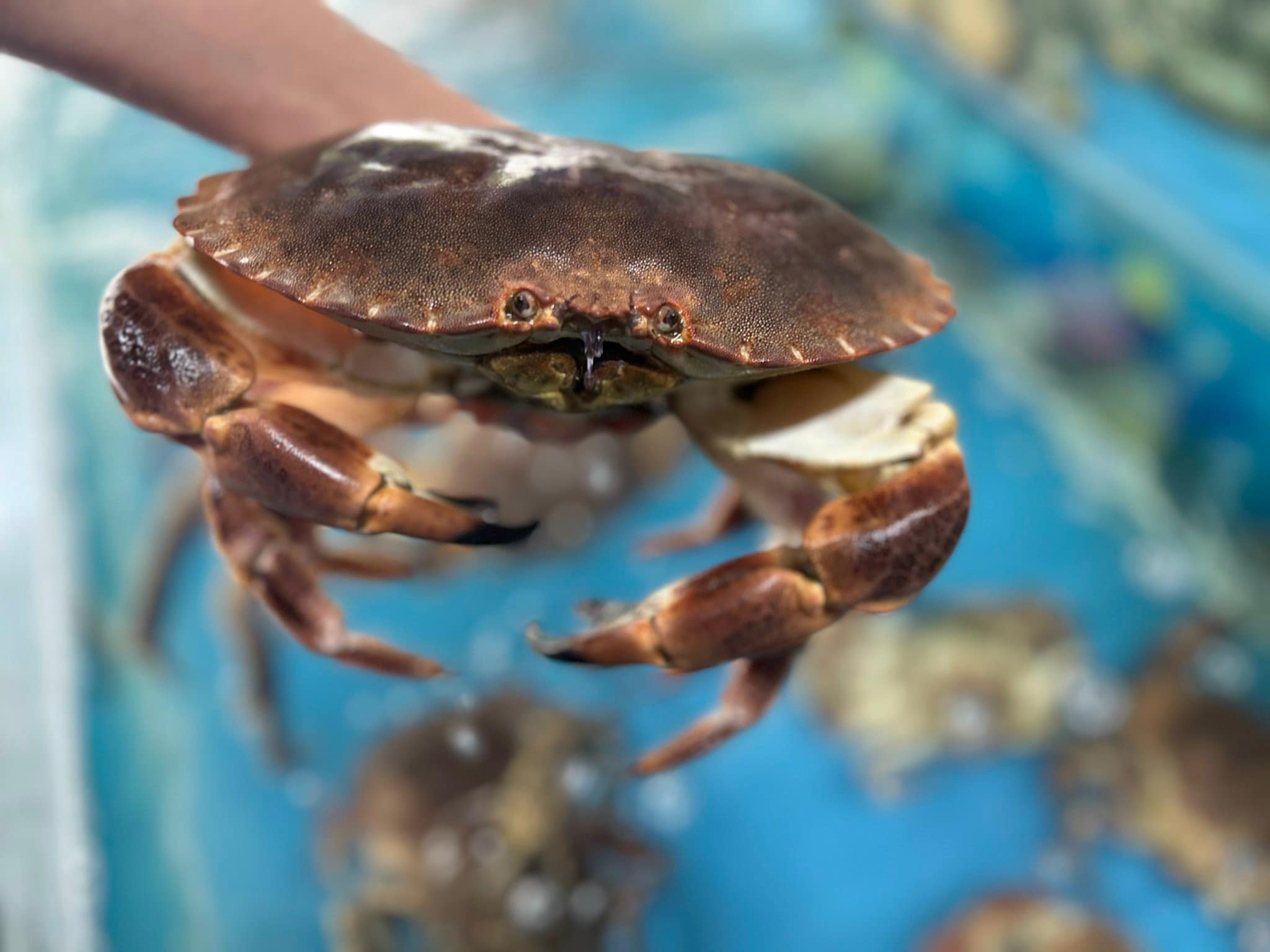 Bí Quyết Bảo Quản Cua Nâu Nauy Tươi Sống Để Giữ Ngon Lâu