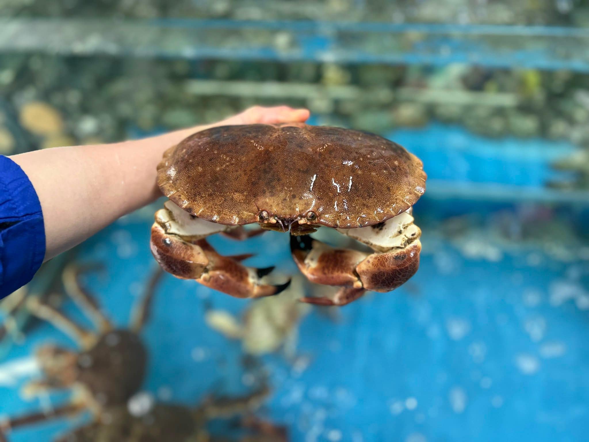 Cua Nâu Nauy - Vị Cua Biển Chinh Phục Thực Khẩu Sành Điệu