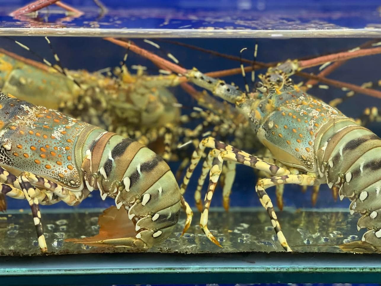 Nuôi Tôm Hùm Bông - Cơ Hội Sinh Lời Hấp Dẫn