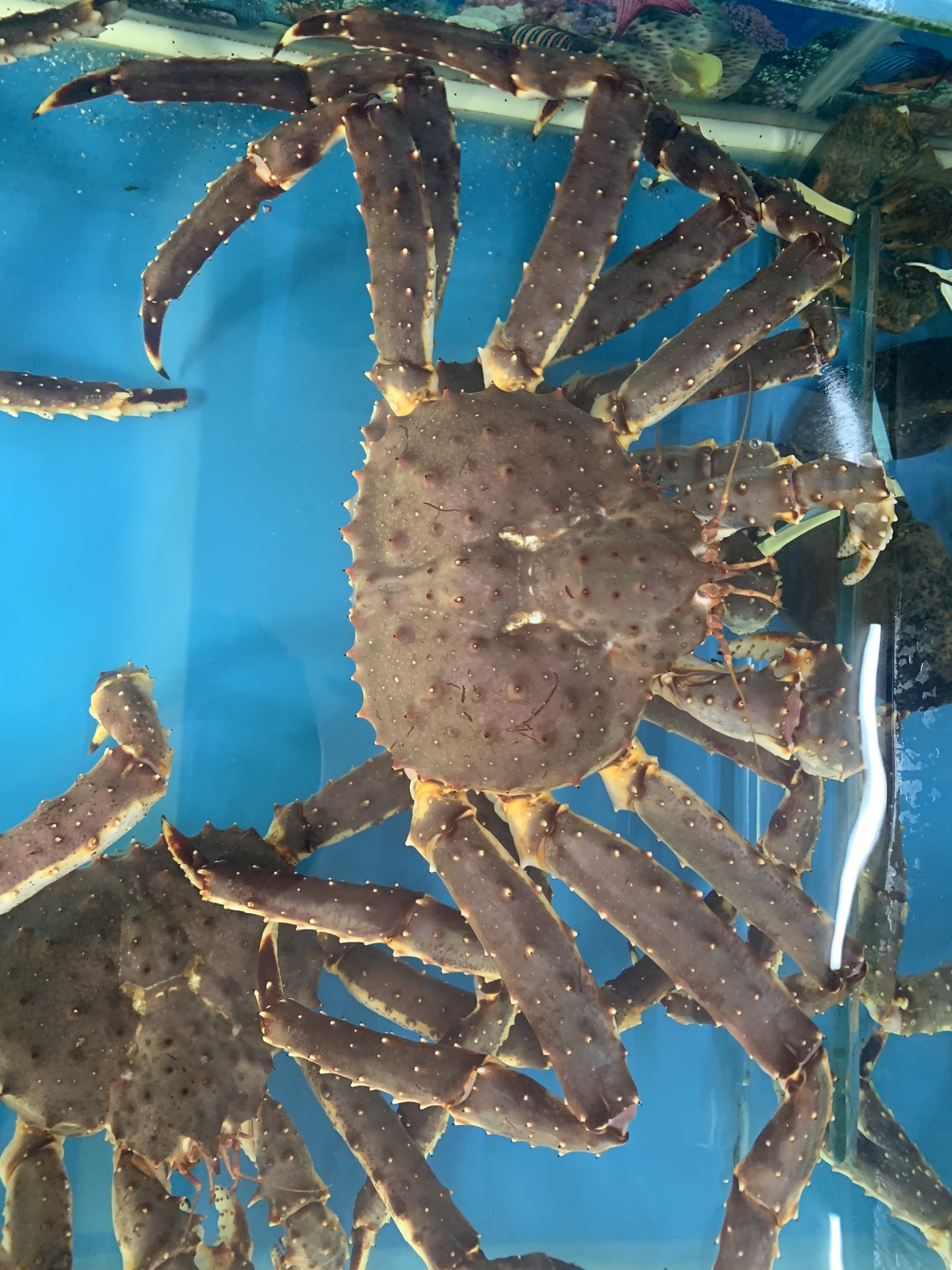 MÙA VỤ ĐÁNH BẮT CỦA CUA HOÀNG ĐẾ LÀ MÙA NÀO?