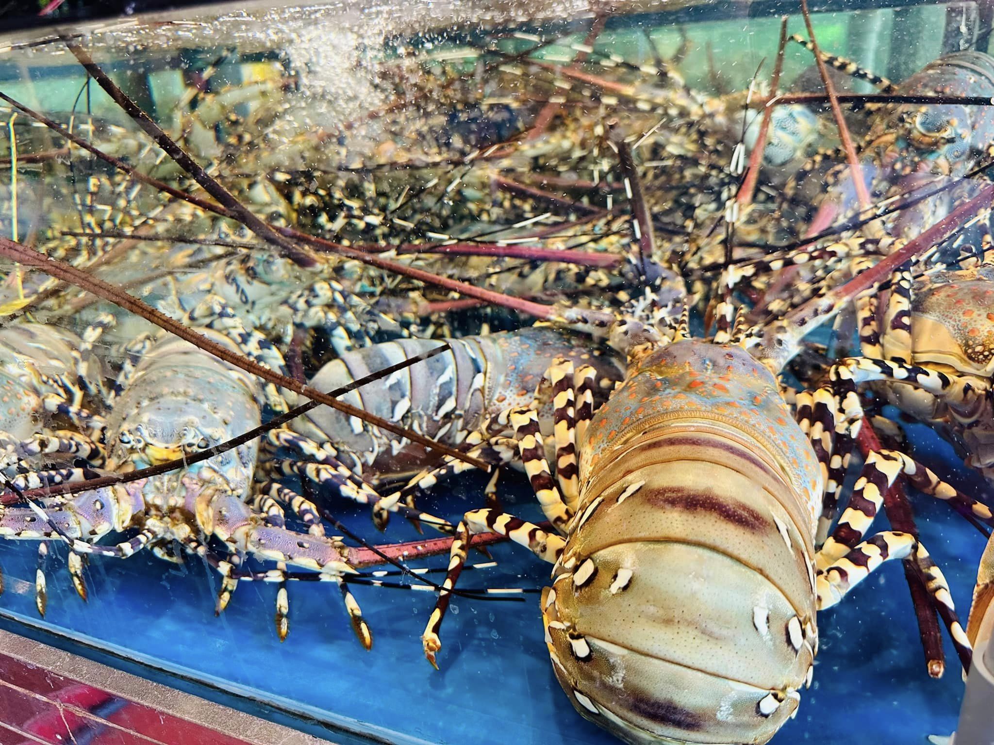 TÔM HÙM BÔNG - ĐẶC SẢN HIẾM Ở VIỆT NAM