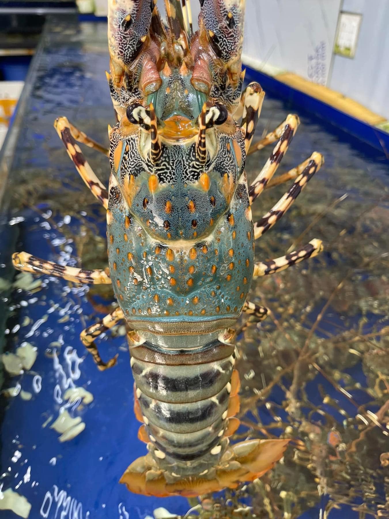 Sai Lầm Phổ Biến Khi Mua Hải Sản  Quý TÔM HÙM BÔNG