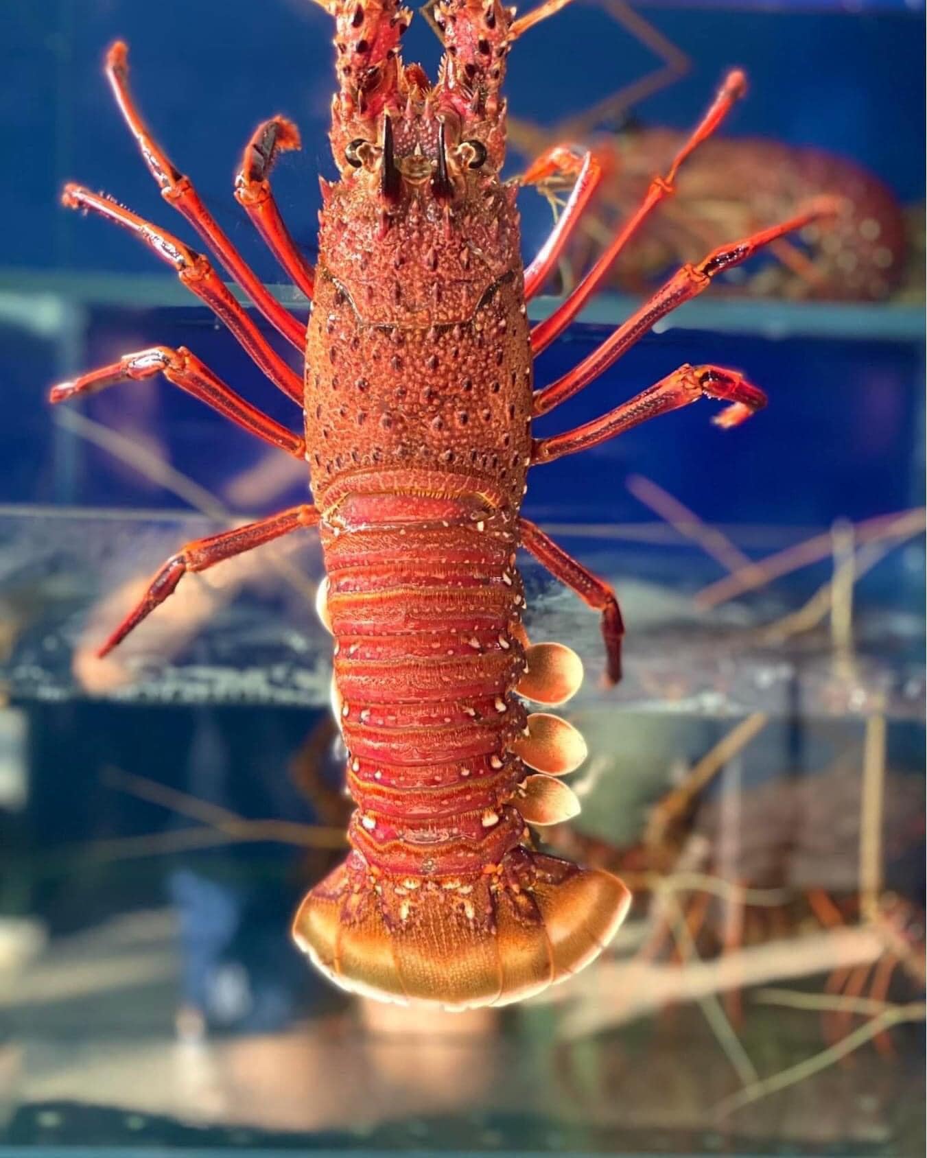 TÔM HÙM ÚC VÀ CÁCH ĐÁNH BẮT