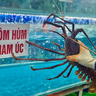 BÍ QUYẾT CHỌN TÔM HÙM ÚC TƯƠI NGON - EKAGO MÁCH BẠN