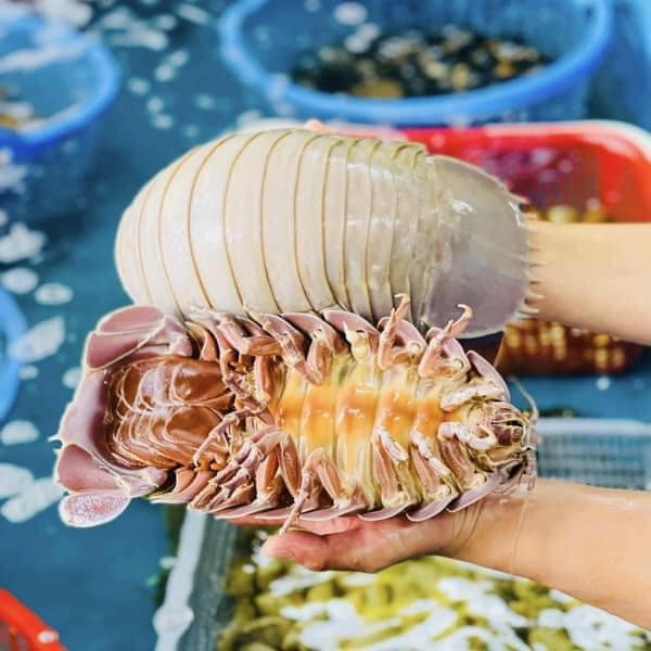 TẠI SAO BỌ BIỂN HOT TRÊN CỘNG ĐỒNG MẠNG THỜI GIAN QUA?