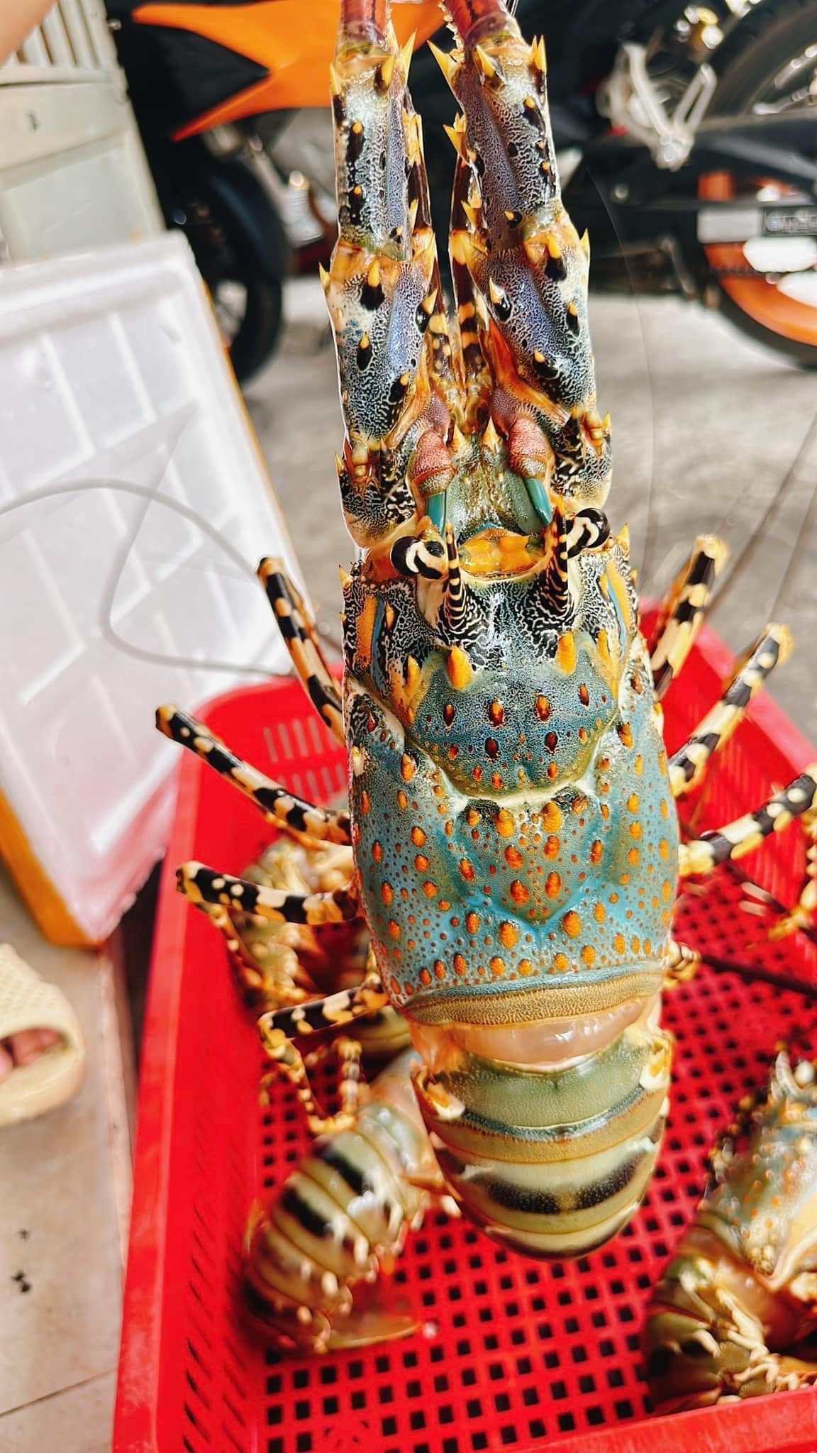 EKAGO MÁCH BẠN BÍ QUYẾT CHỌN TÔM HÙM BÔNG SỐNG