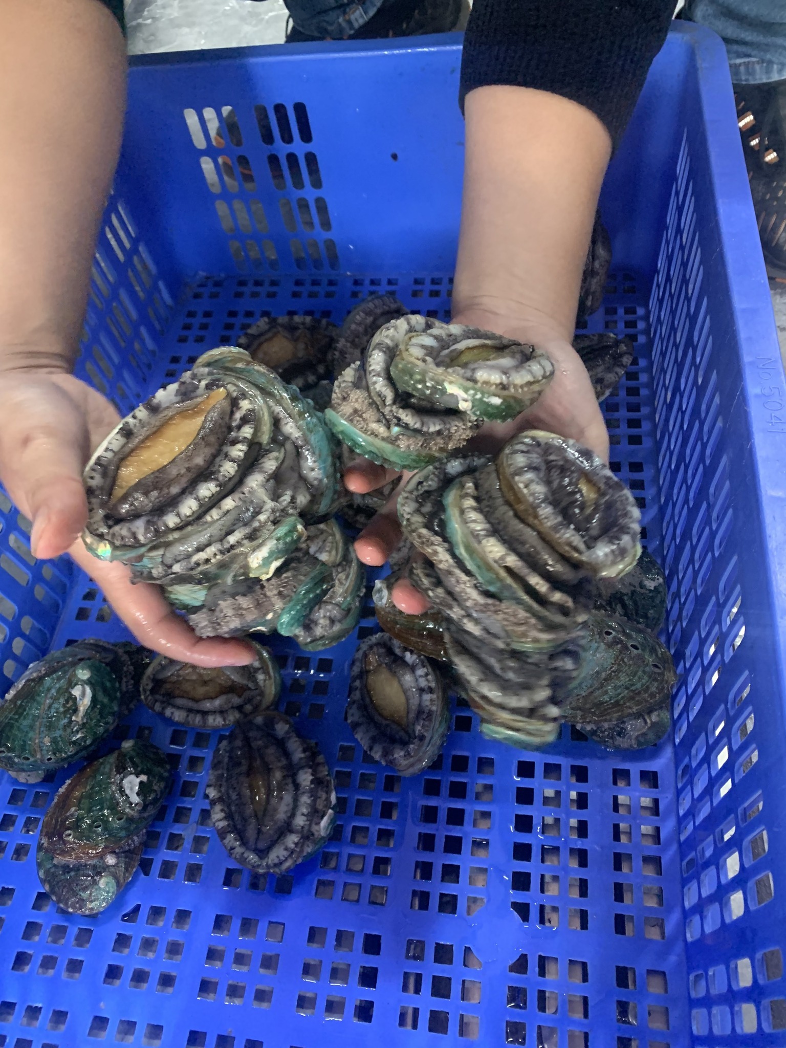 Bào ngư Hàn Quốc – Sashimi tại nhà, bổ dưỡng như thế nào?