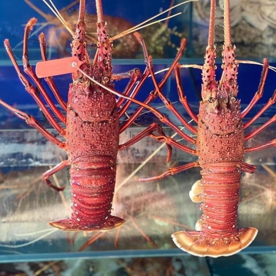 TÔM HÙM ÚC LOÀI TÔM VỚI KÍCH THƯỚC TOP ĐẦU THẾ GIỚI.