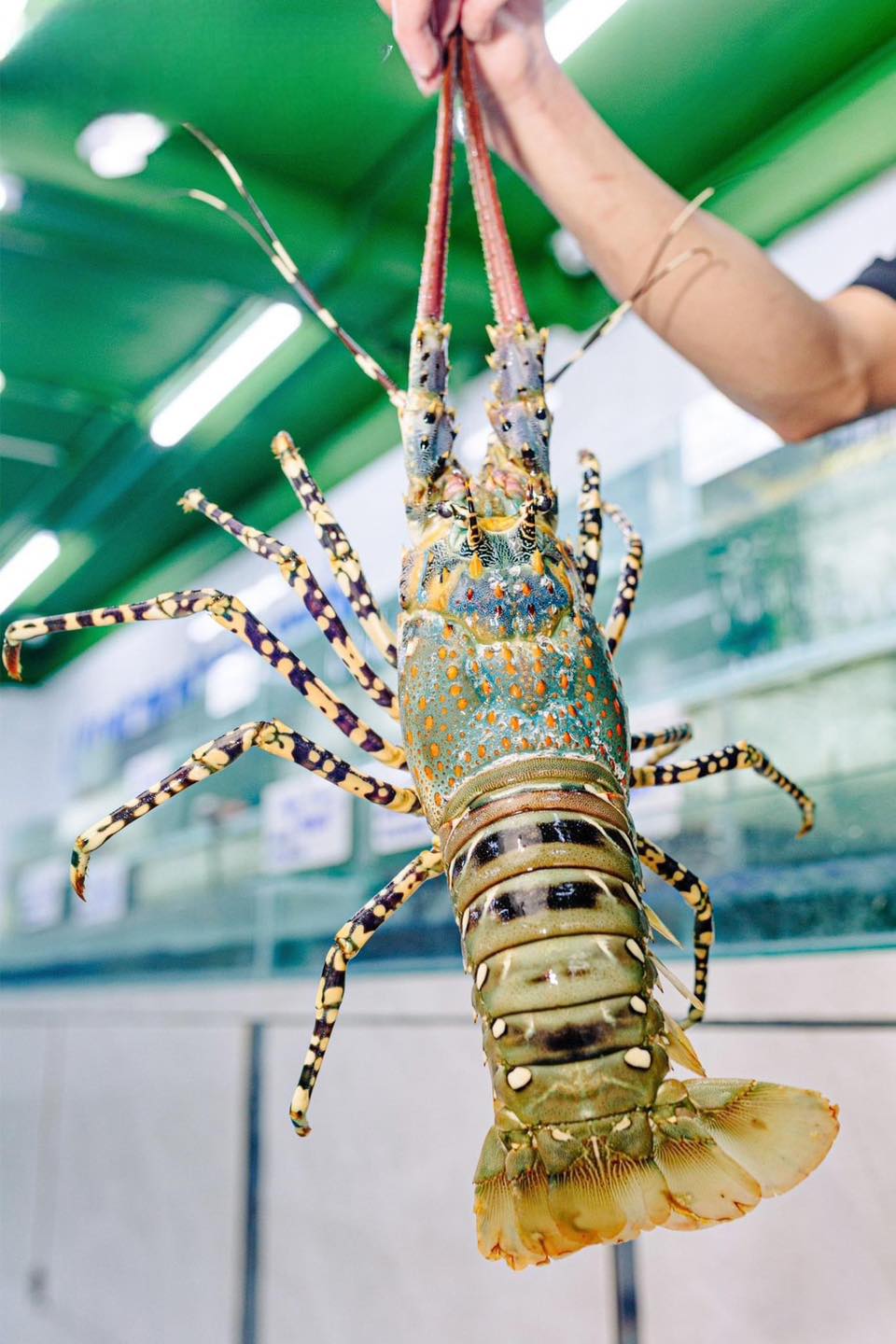 Tôm Hùm Bông Tự Nhiên vs Tôm Hùm Bông Nuôi – Phân Biệt Thế Nào?