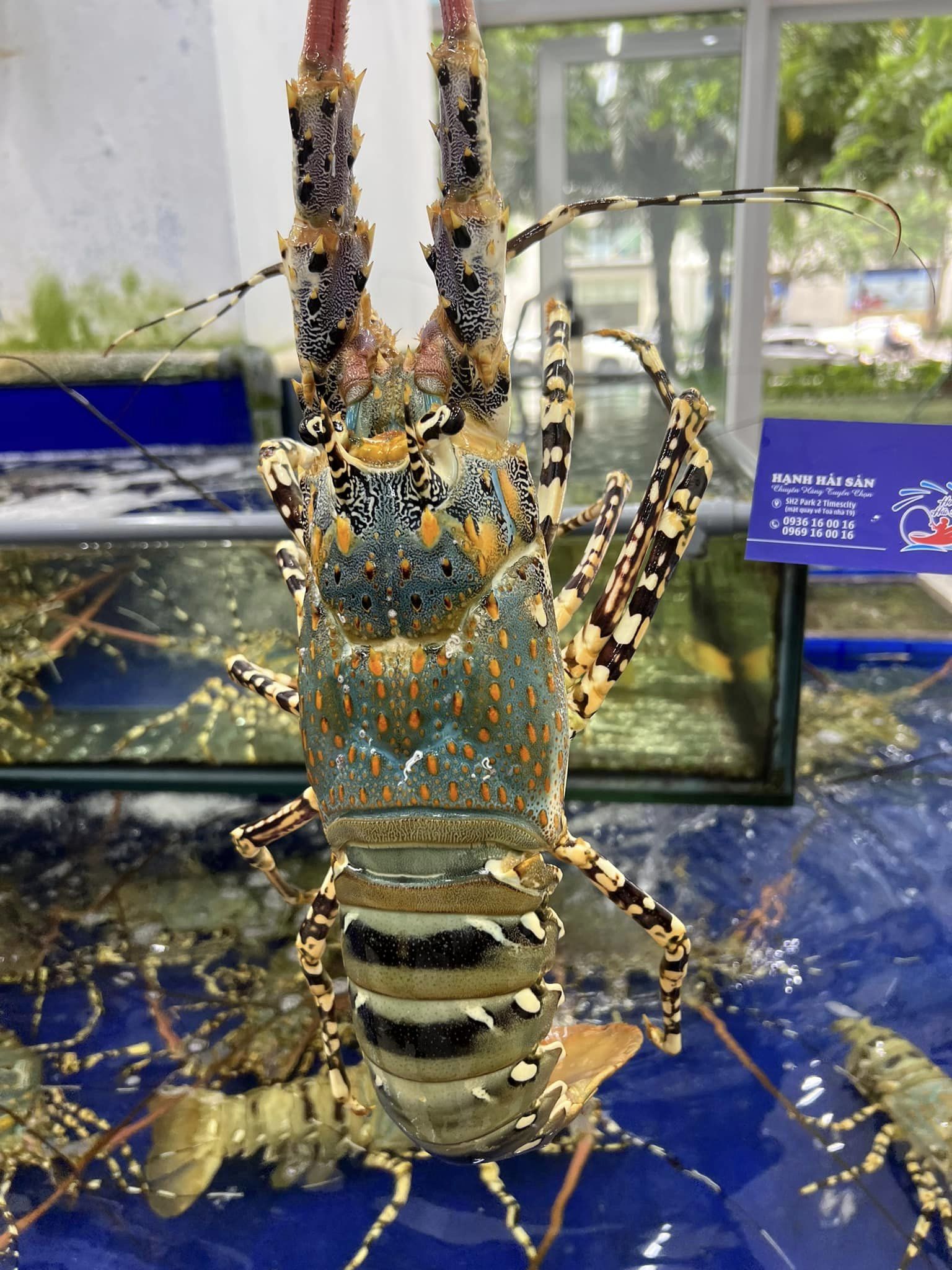 TÔM HÙM BÔNG - ĐẶC SẢN HIẾM Ở VIỆT NAM