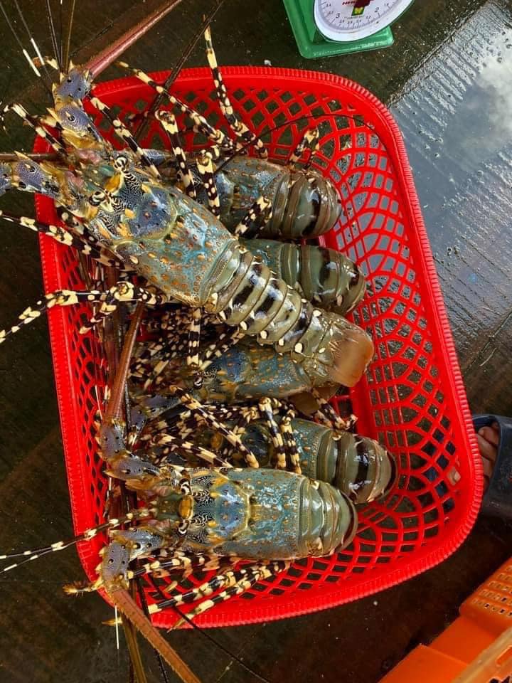 Hướng Dẫn Chọn Tôm Hùm Bông Ngon, Chắc Thịt, Đáng Đồng Tiền