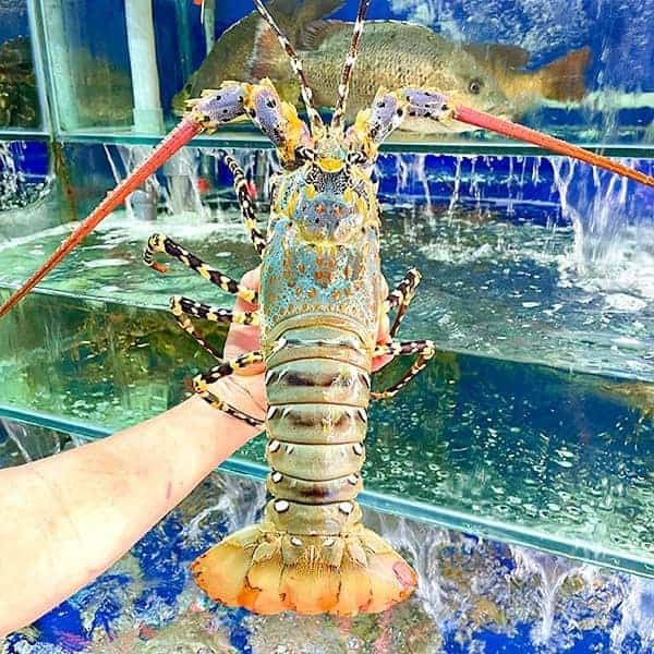 Tôm Hùm Bông Có Gì Đặc Biệt? Vì Sao Nhiều Khách Hàng Sành Ăn Săn Lùng?