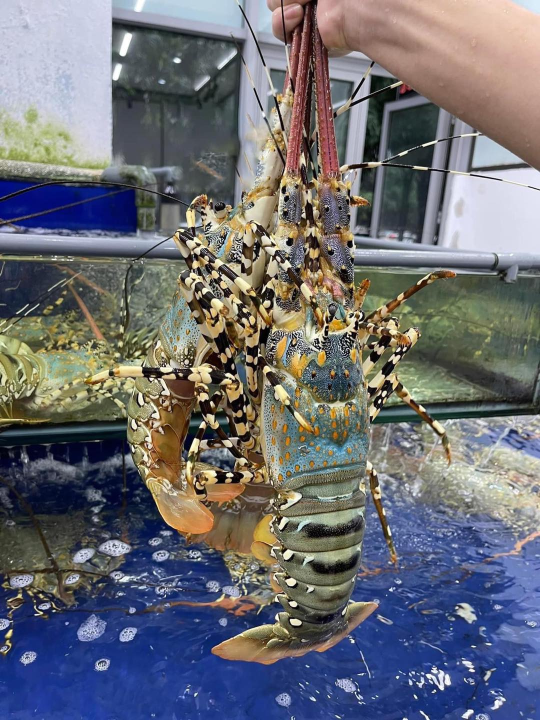 GIÁ TRỊ DINH DƯỠNG CỦA TÔM HÙM BÔNG