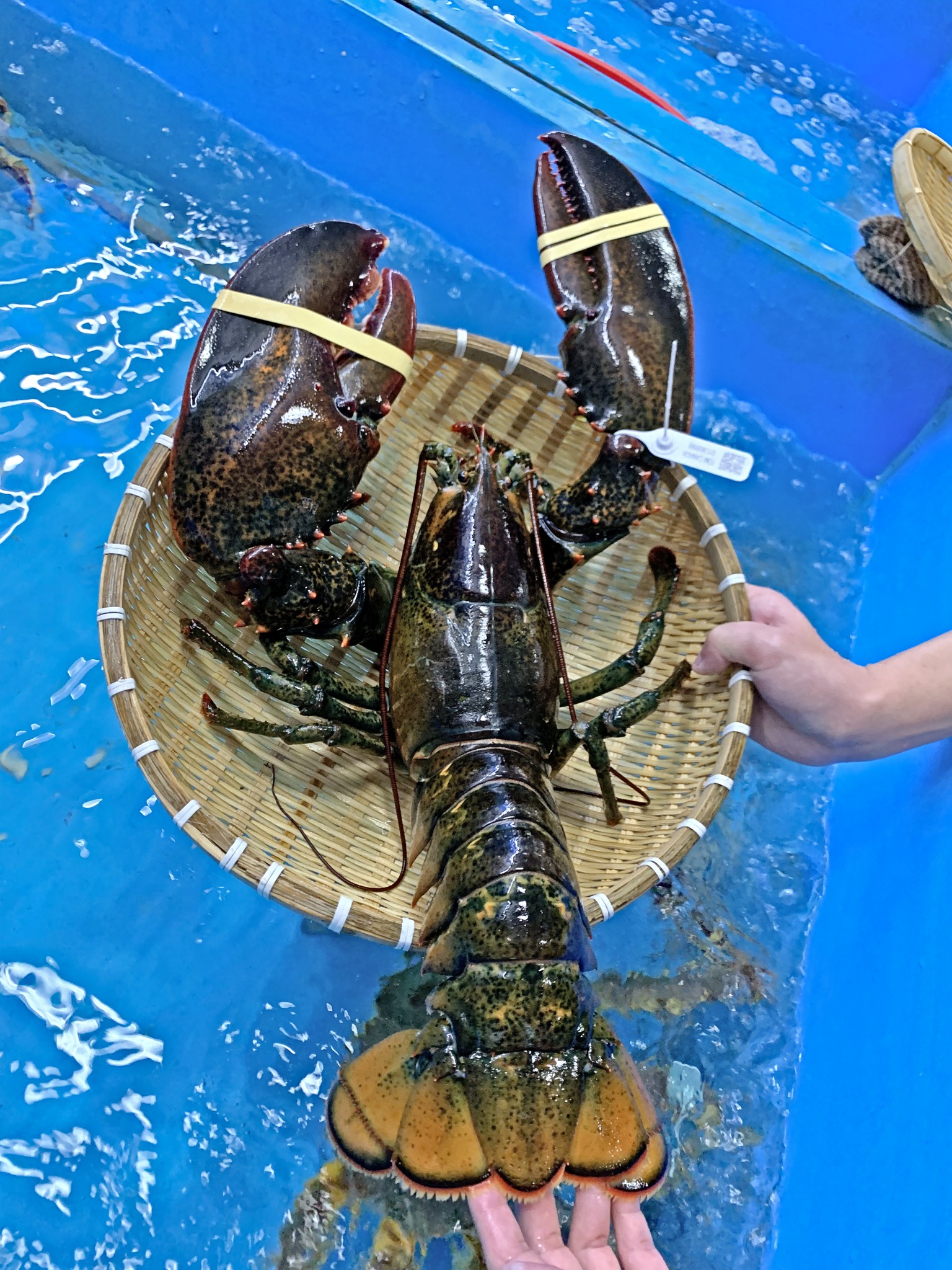 LÀM THẾ NÀO ĐỂ ĐẶT CUA HOÀNG ĐẾ VÀ TÔM HÙM TẠI EKAGO?