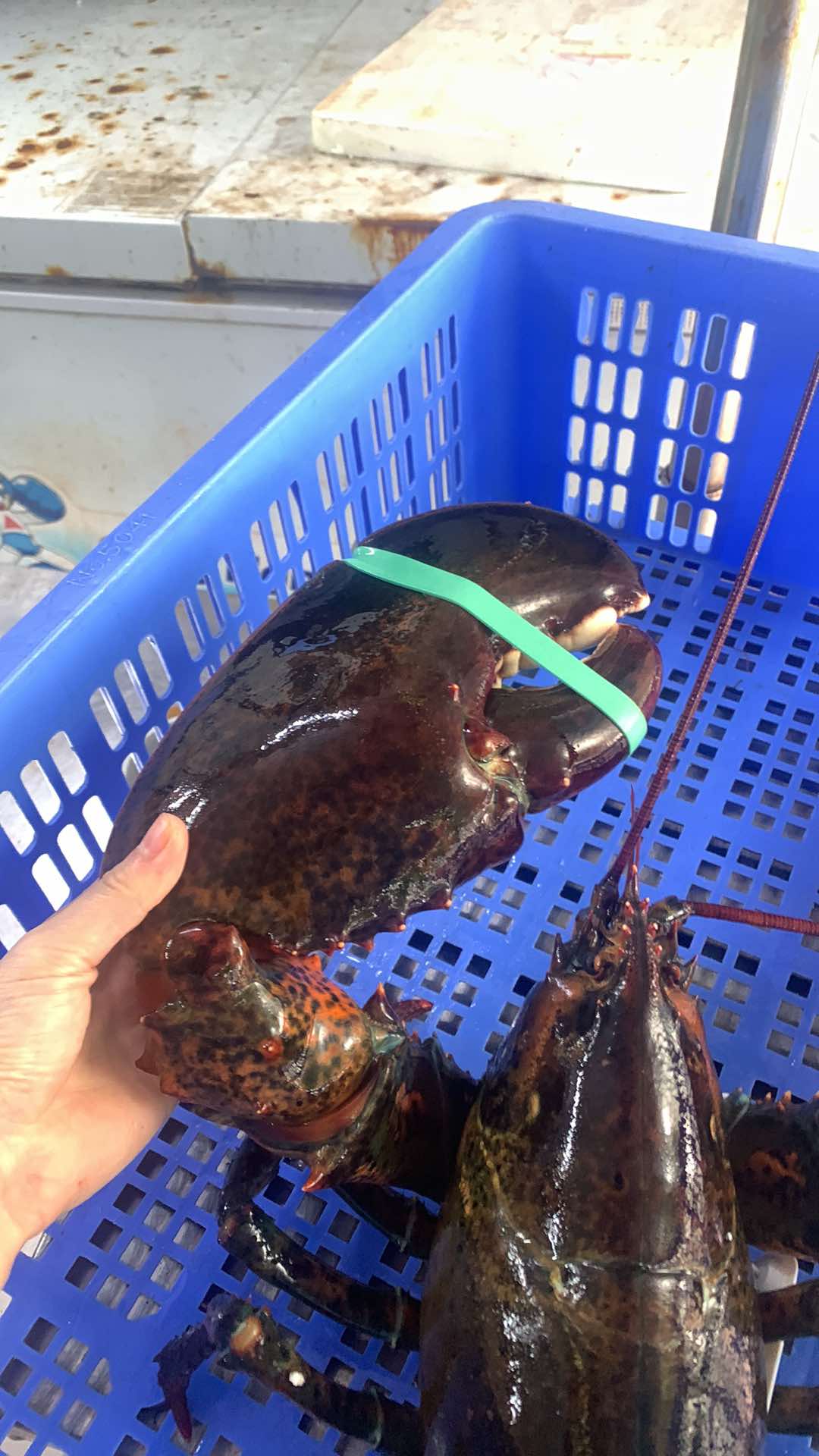 QUÀ BIẾU TẾT 2025 - TÔM HÙM ALASKA NHẬP KHẨU