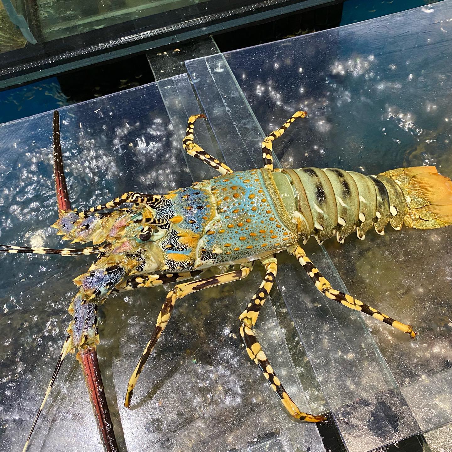 TÔM HÙM BÔNG & TÔM HÙM ALASKA – SO SÁNH HAI ĐẶC SẢN BIỂN CAO CẤP HÀNG ĐẦU HIỆN NAY