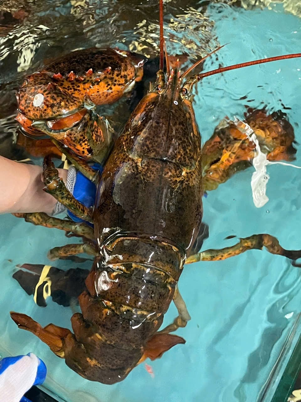 CÓ THỂ NUÔI ĐƯỢC TÔM HÙM ALASKA TẠI VIỆT NAM KHÔNG?