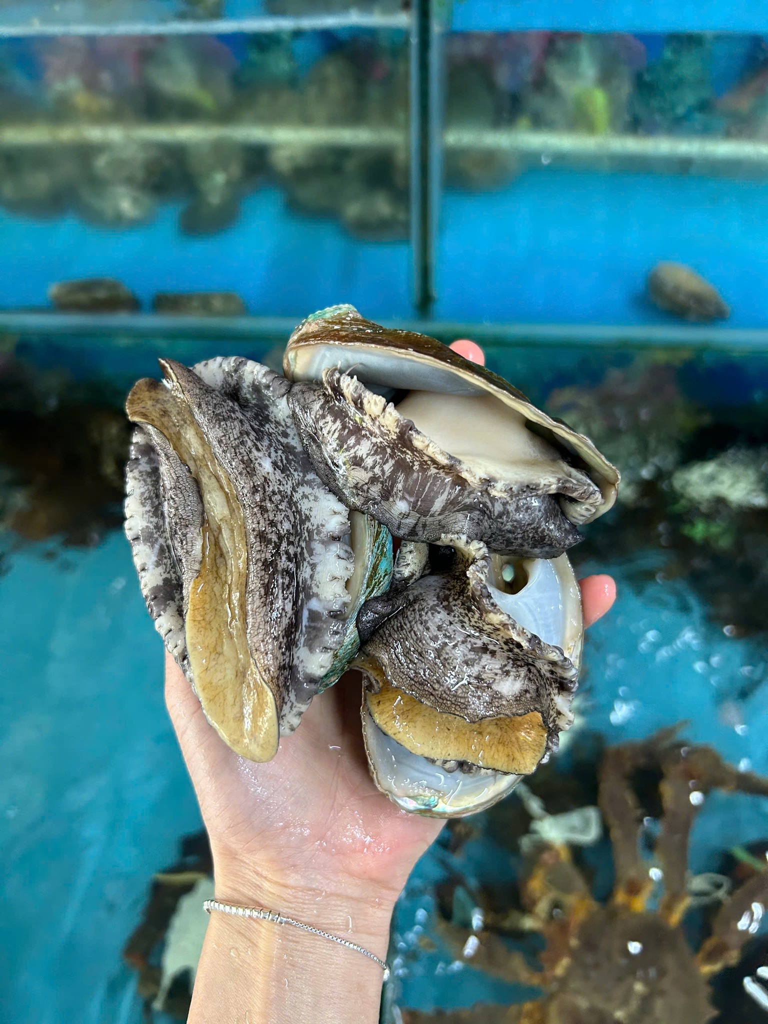 BÀO NGƯ CHUẨN HÀN - QUÀ TẶNG 08/03 BỔ DƯỠNG, CHỈ 65K/CON