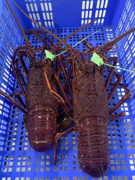 TÔM HÙM ÚC: BIỂU TƯỢNG CỦA SỰ MAY MẮN