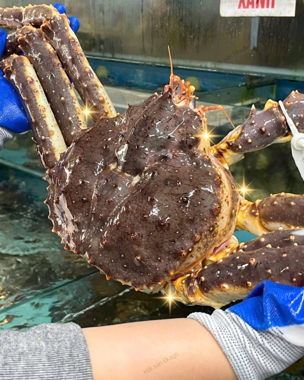 CHỈ CÓ TẾT NÀY: CUA HOÀNG ĐẾ MUA 1 TẶNG 1