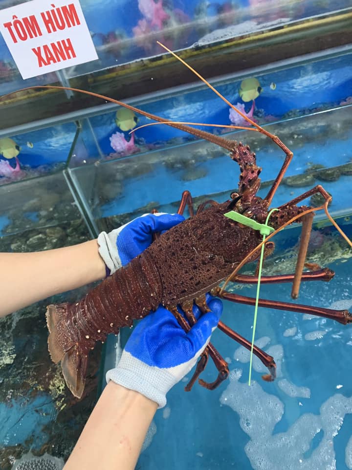 TÔM HÙM TÂY ÚC ĐỎ ĐƯỢC SĂN ĐÓN LÀM QUÀ BIẾU TẾT 2025