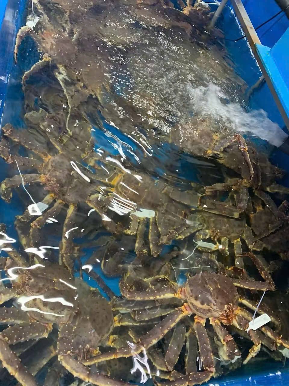 CUA HOÀNG ĐẾ ĐỎ: MÓN QUÀ DINH DƯỠNG & ĐẲNG CẤP CHO NGƯỜI THÂN