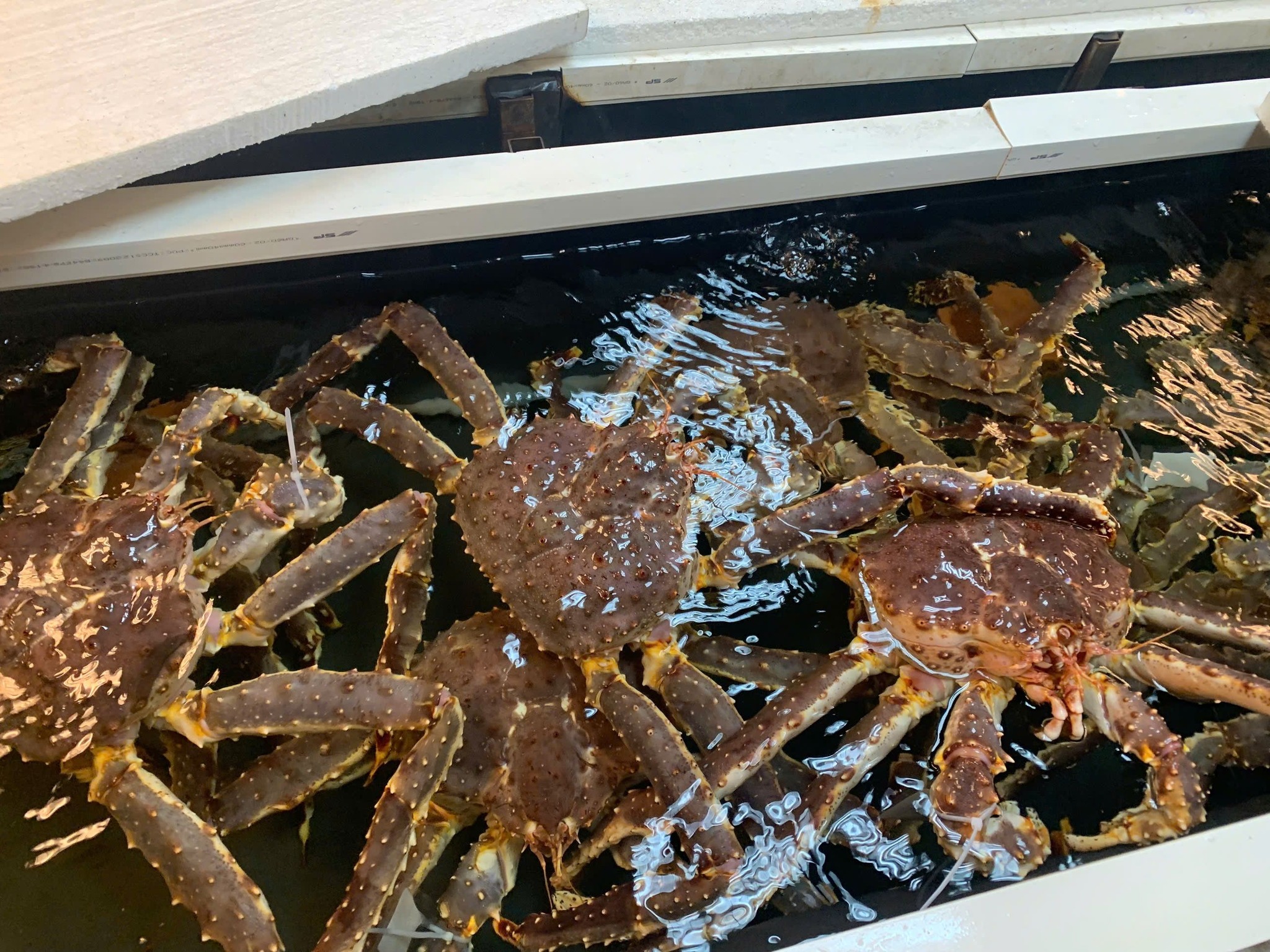 KHỦNG HOẢNG CUA HOÀNG ĐẾ: NGUY CƠ CẠN KỆT TOÀN CẦU