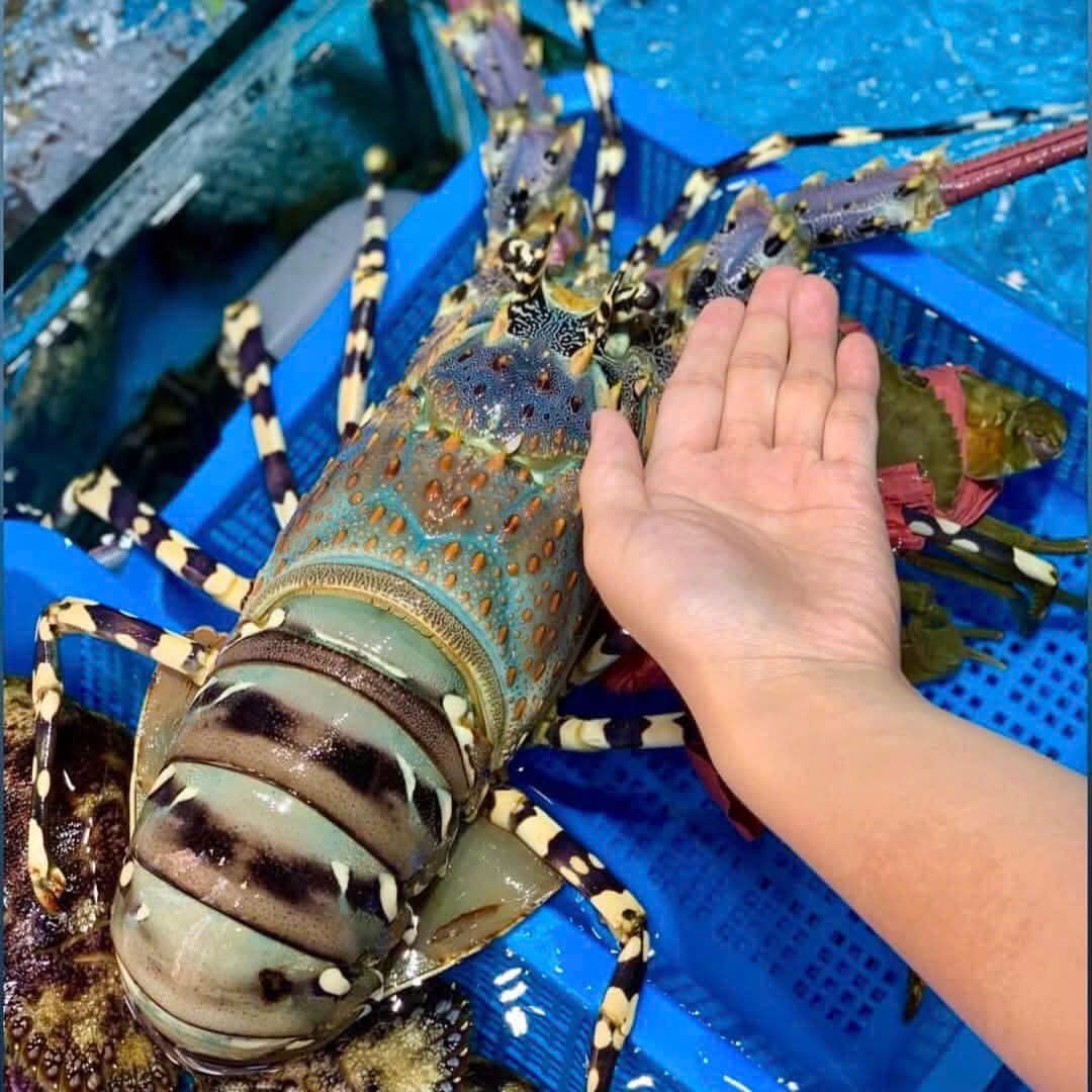 MÓN QUÀ TỪ BIỂN CẢ - TÔM HÙM BÔNG TƯƠI SỐNG,