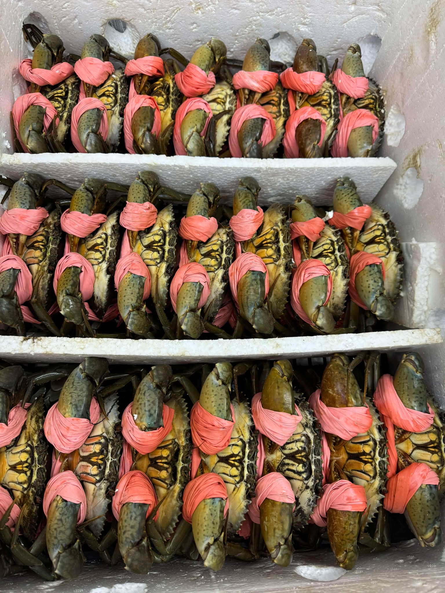 3 CÁCH CHẾ BIẾN CUA CÀ MAU NGON – DỄ LÀM TẠI NHÀ