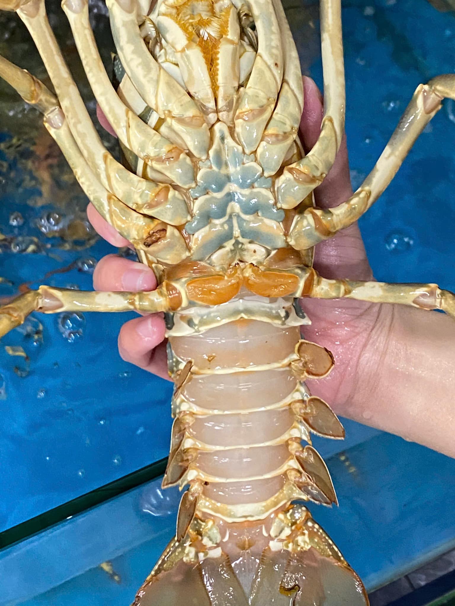 VÌ SAO TÔM HÙM BÔNG LUÔN “CHÁY HÀNG” MỖI KHI VÀO CHÍNH VỤ?