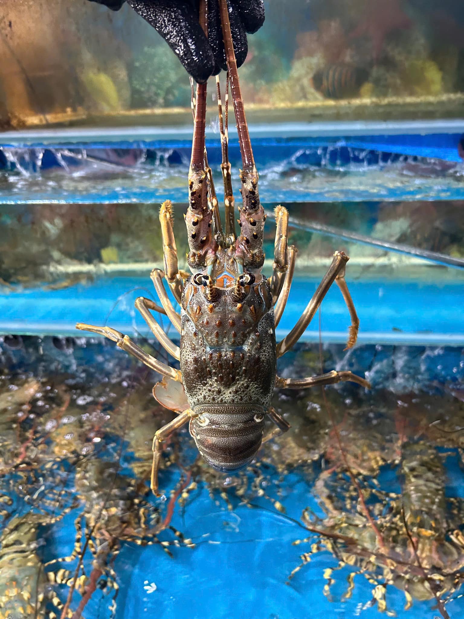 TÔM HÙM XANH – GỬI LỜI CẢM ƠN ĐẲNG CẤP ĐẾN THẦY CÔ