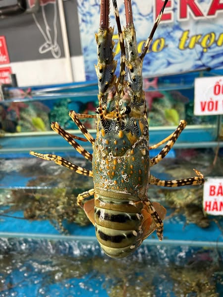 Hương vị tôm hùm bông – Vì sao được ví như “vua hải sản”?