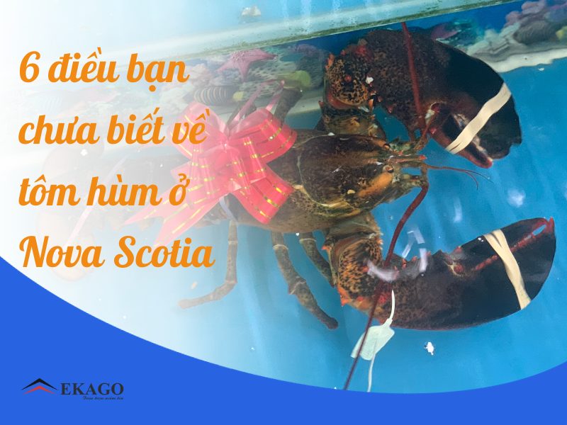 6 ĐIỀU CÓ THỂ BẠN CHƯA BIẾT VỀ TÔM HÙM Ở NOVA SCOTIA, CANADA