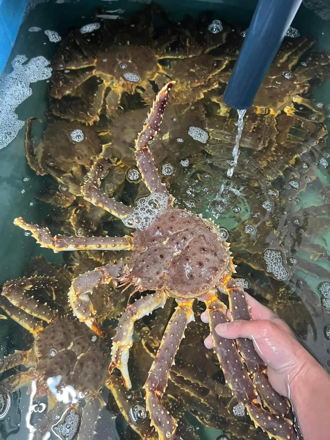 CHÀO HÈ RỰC RỠ CÙNG CUA HOÀNG ĐẾ SỐNG – GIÁ CHỈ 1.500K/KG TẠI EKAGO.VN