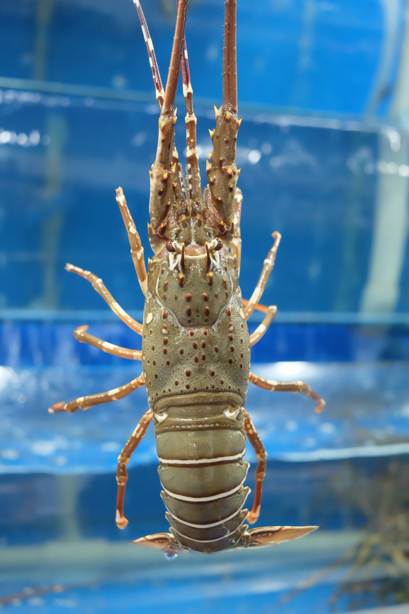 TÔM HÙM XANH TƯƠI SỐNG – LỰA CHỌN LÝ TƯỞNG CHO MÂM CỖ ĐOÀN VIÊN