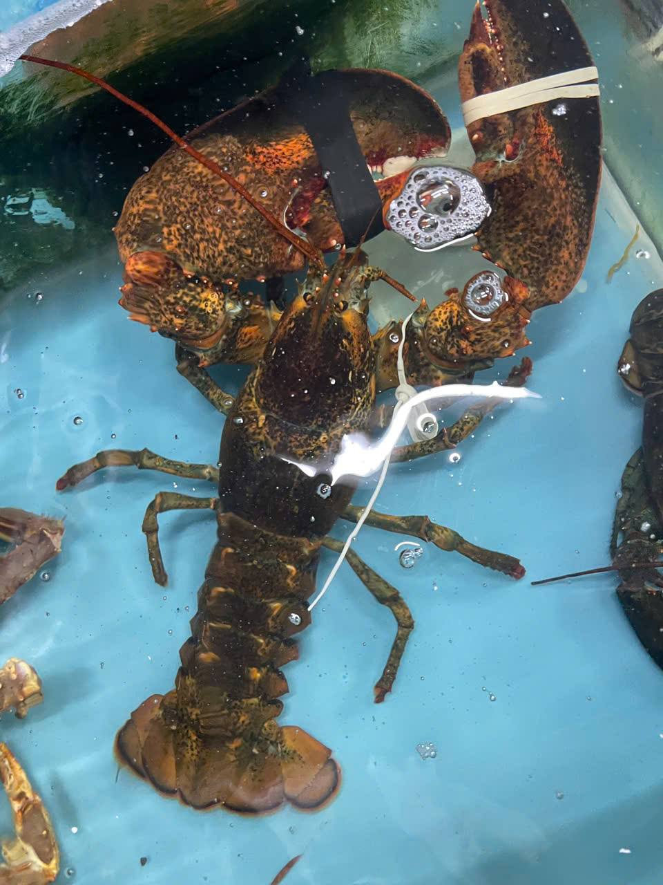 TÔM HÙM ALASKA – ĐẶC QUYỀN NÀNG NHẬN, GIÁ ANH TRẢ