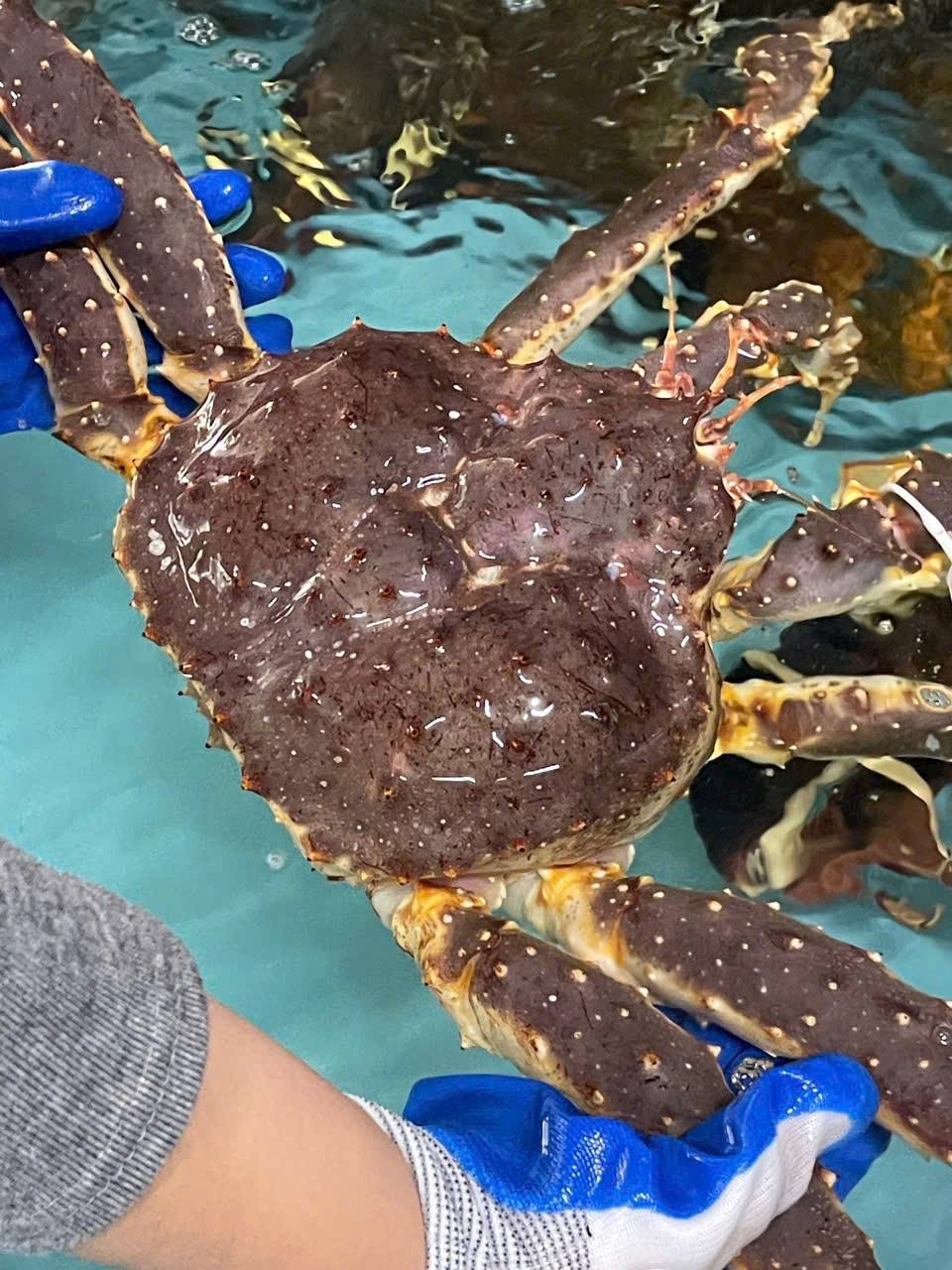 🦀 BẢNG GIÁ HẢI SẢN CAO CẤP TẠI EKAGO ĐẦU MÙA 20/10