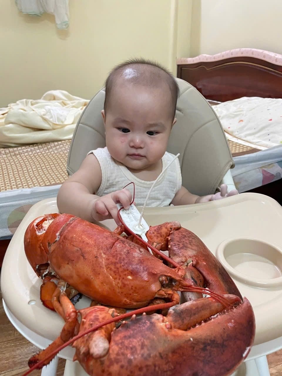 VÌ SAO NGƯỜI SÀNH HẢI SẢN LUÔN CHỌN TÔM HÙM ALASKA CÒN SỐNG?