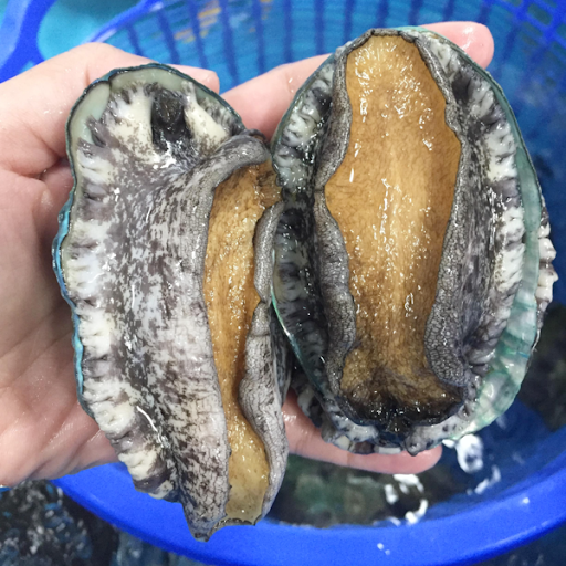 Khám Phá Hương Vị Bào Ngư Hàn Quốc