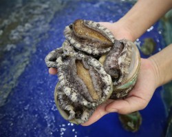 BÀO NGƯ HÀN QUỐC - BIỂU TƯỢNG CỦA MAY MẮN