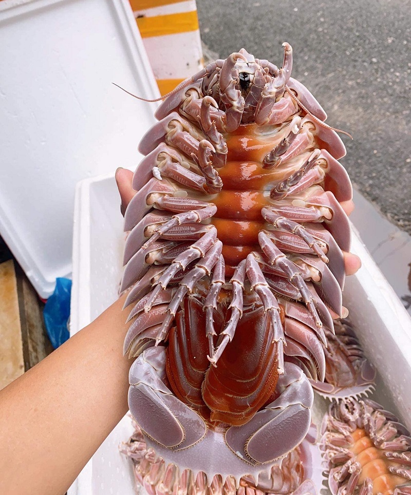 EKAGO MÁCH BẠN CHỌN BỌ BIỂN TƯƠI SỐNG